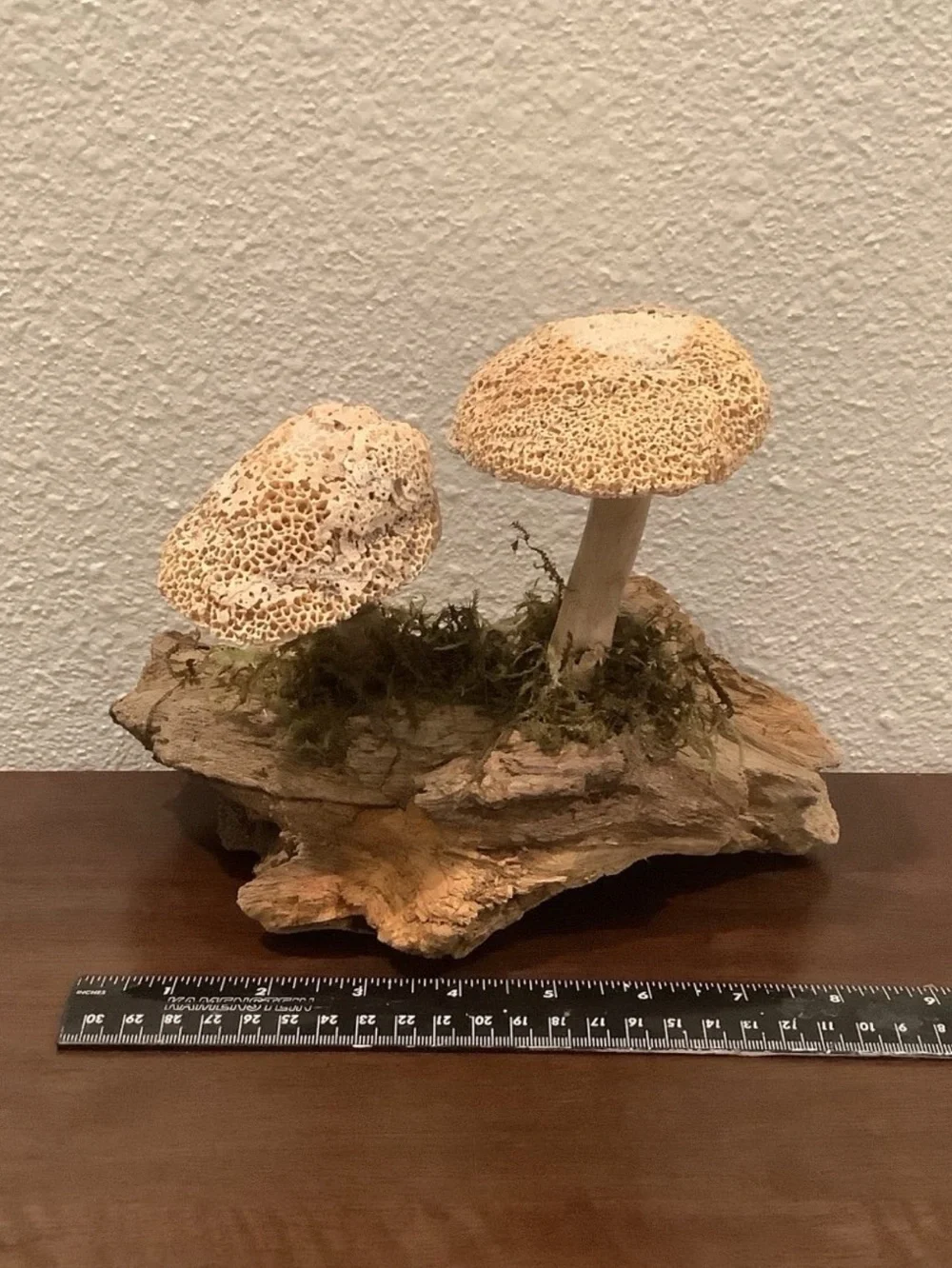 Driftwood Art, Driftwood & Seashell Mushrooms, Seashell Mushroom Art, Coastal
